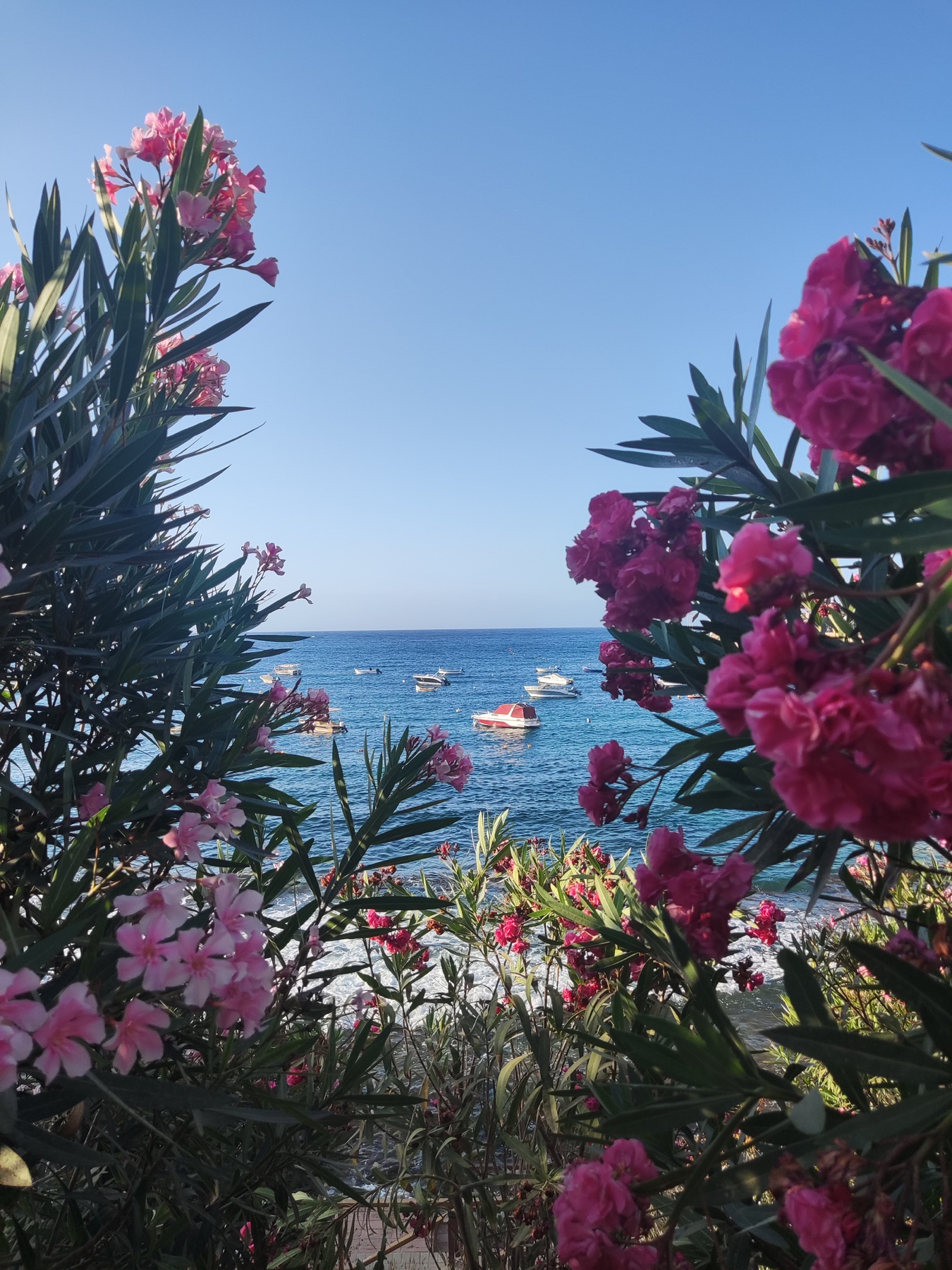 Flowers by the sea